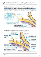 2024_2025_WG_Bio_E_Reader_Genetik_2.pdf