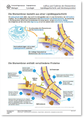 2025_2026_WG_Bio_E_HJ2_Cytologie_Genetik.pdf